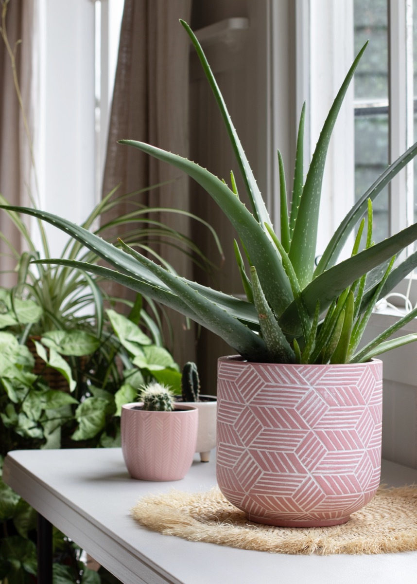 Aloe Vera Houseplant