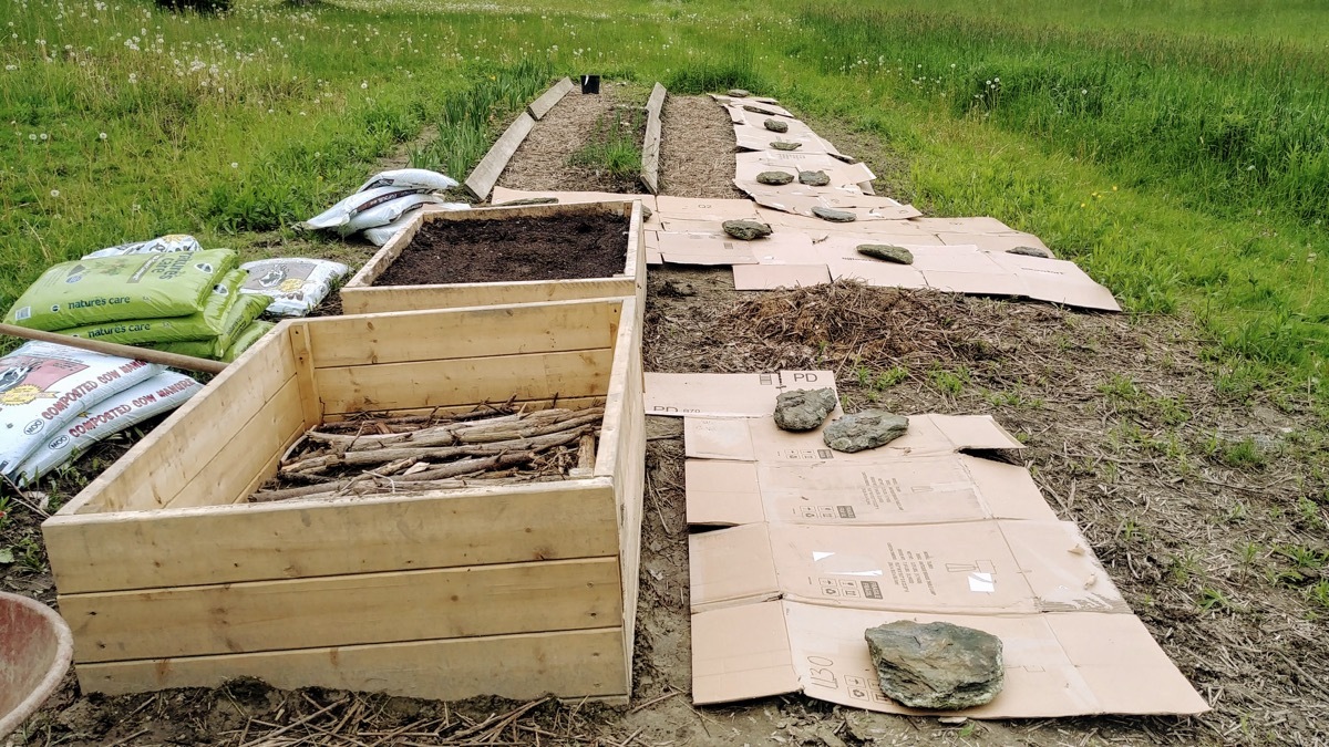 Smothering weeds using cardboard