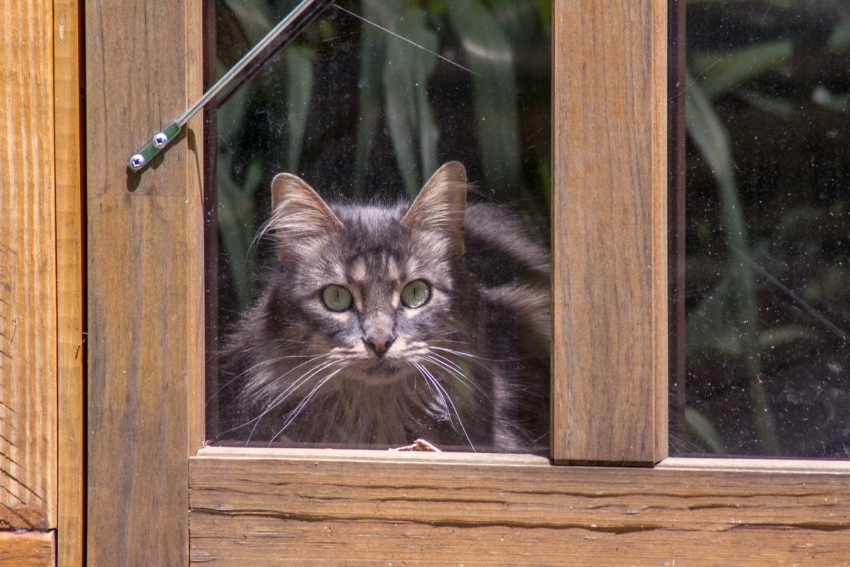 gray cat outside glass door