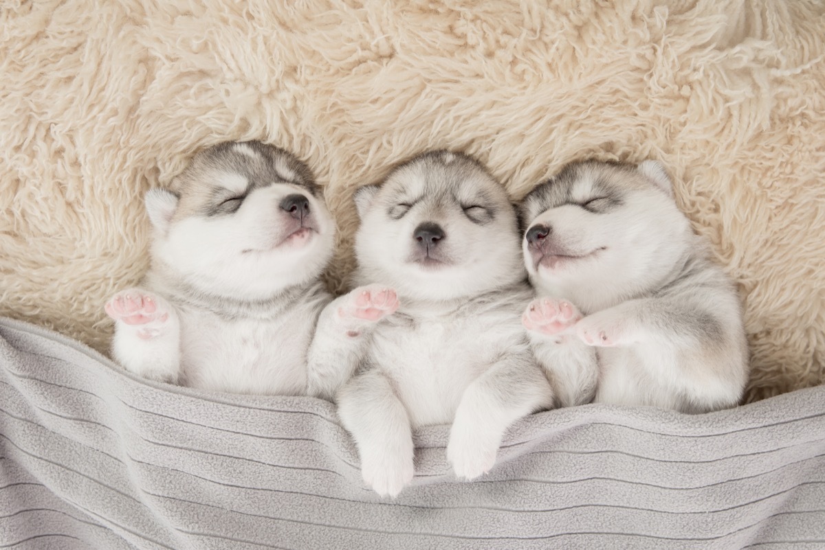 siberian husky puppies sleeping photos of snoozing dogs