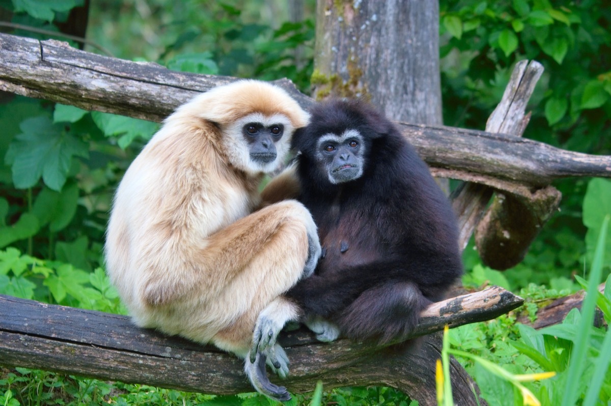 a pair of lar gibbons with a black crested gibbon in the trees, nearly extinct animals