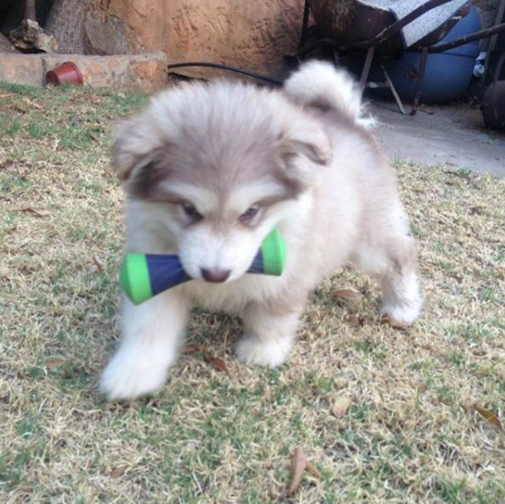 Tydus the Dog - alaskan malamute Adopt a Pet