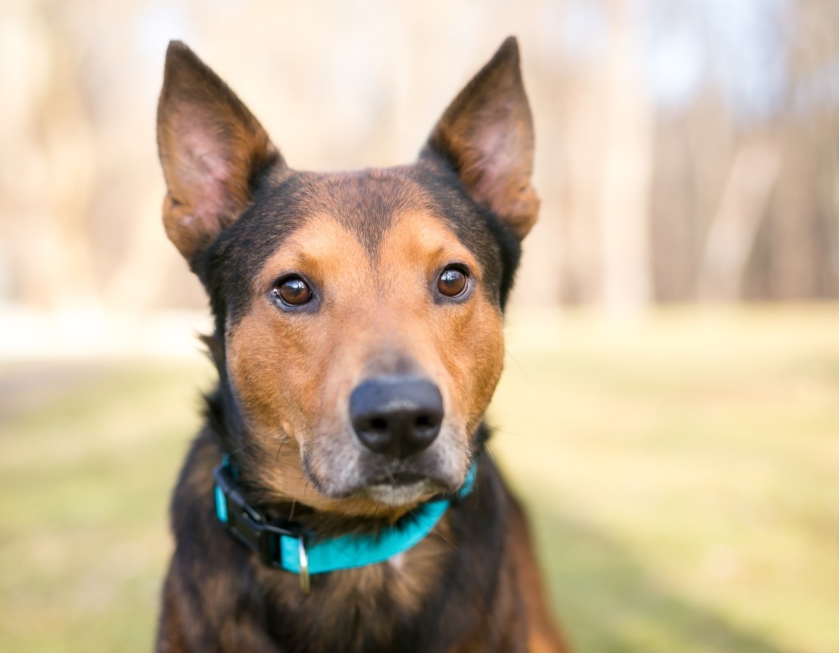 Terrier Shepherd