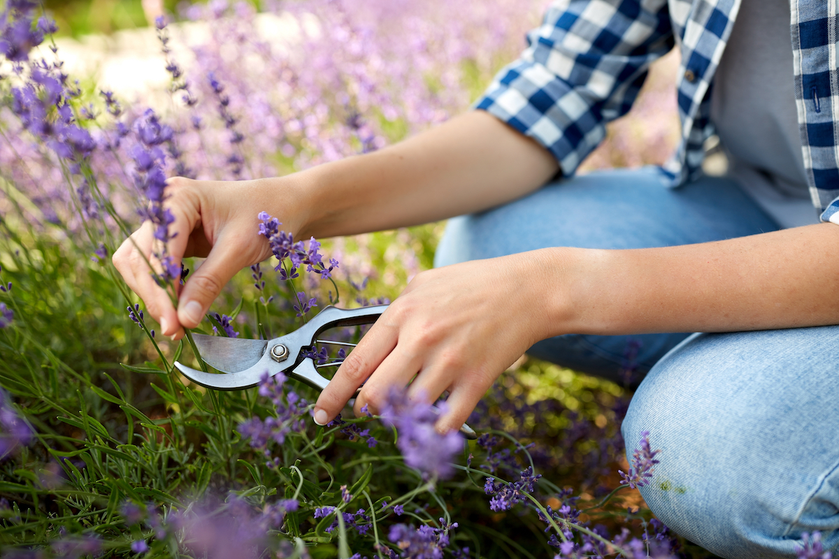 young woman with pruner cutting and picking lavender flowers at summer garden