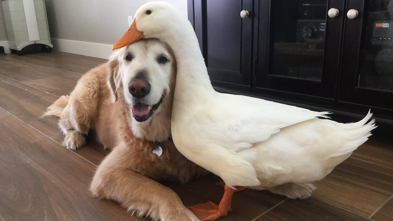 Image result for white duck dog george