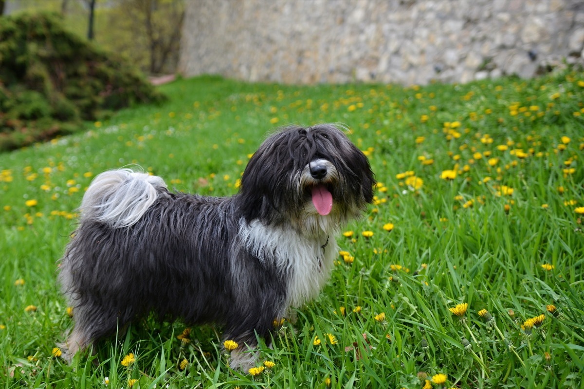 Tibetan Terrier panting in grass filled with daffodils 