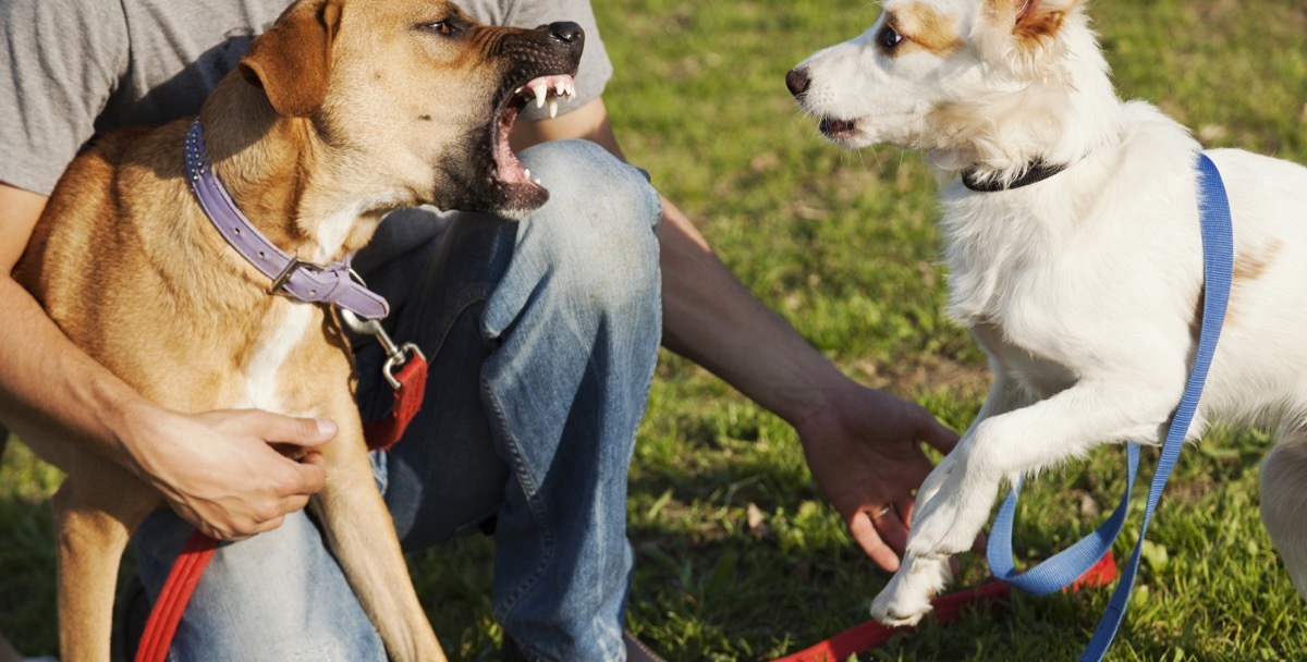 two dogs fighting