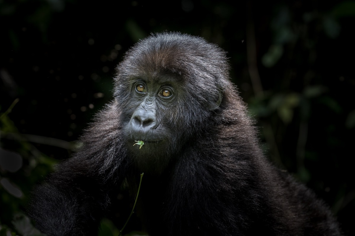 east lowland gorilla