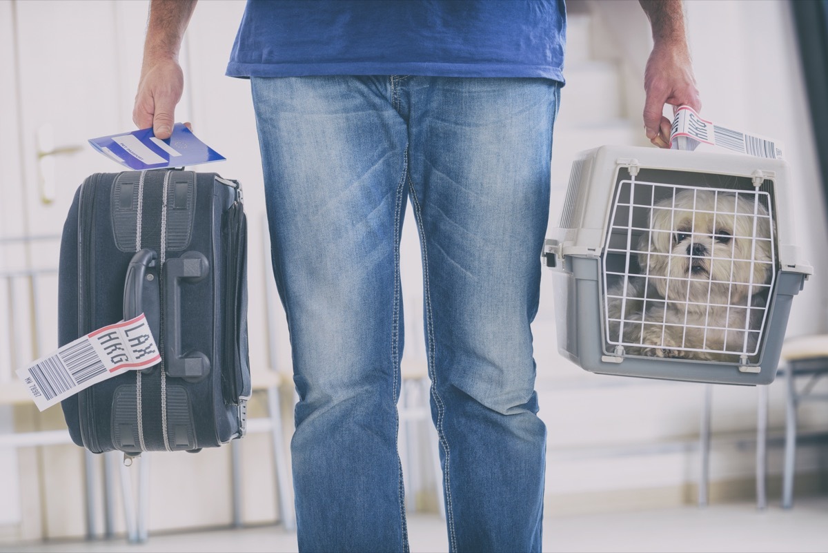 little dog in the airline cargo pet carrier at the airport after a long journey