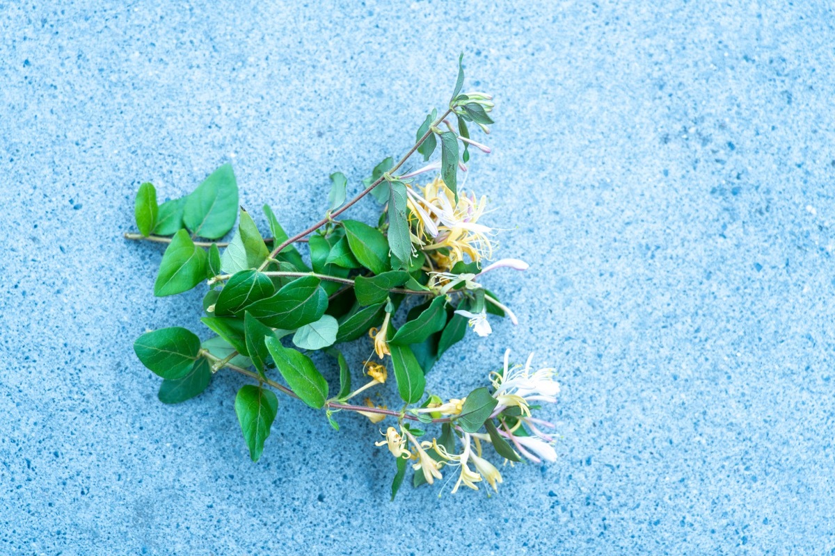 pulled japanese honeysuckle