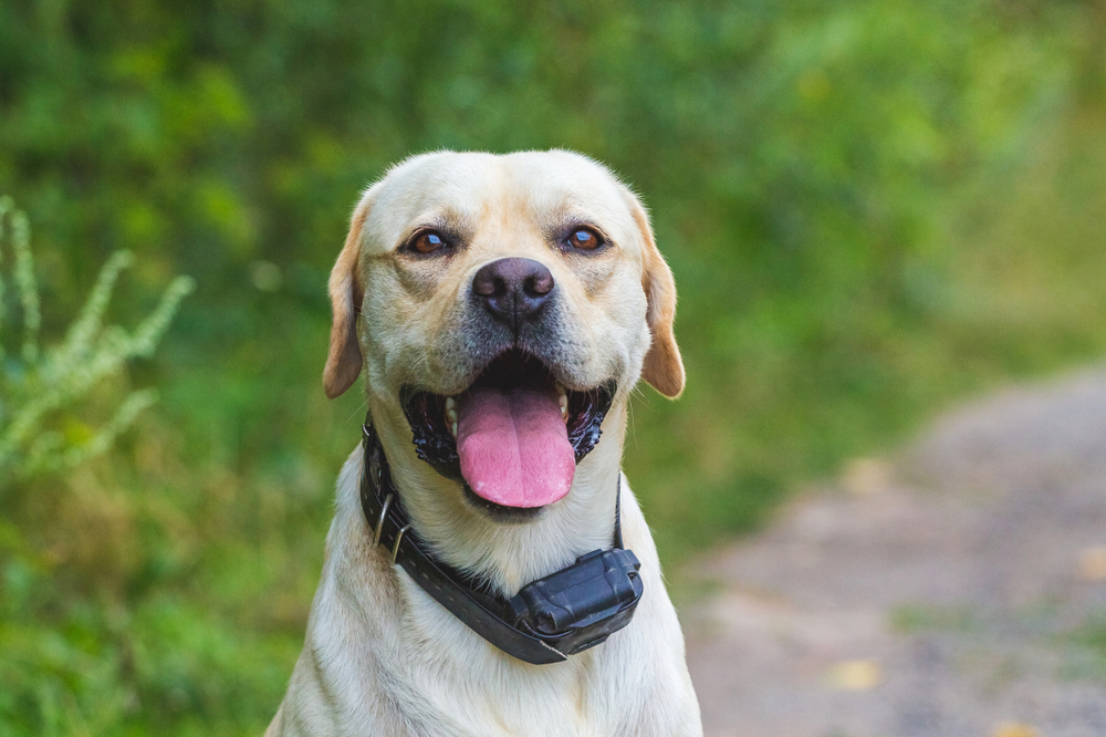 Portrait of labrador in forest near road wearing e-collar