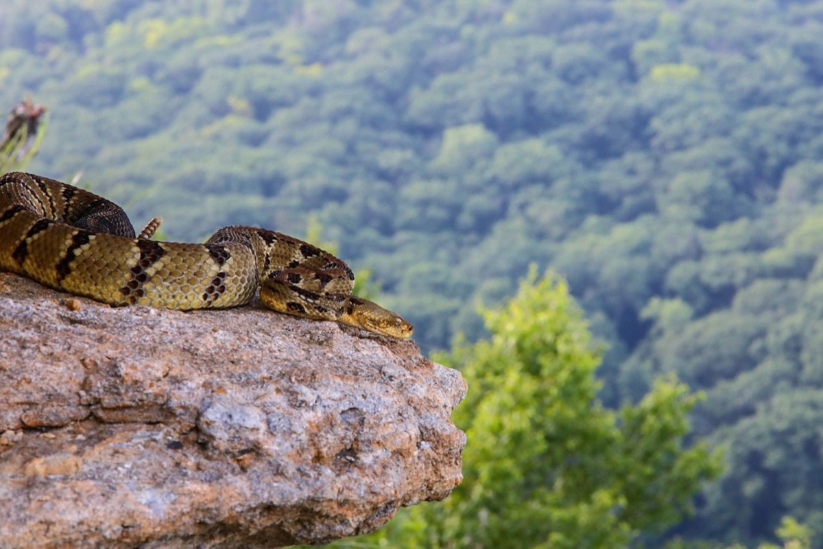 timber-rattlesnake