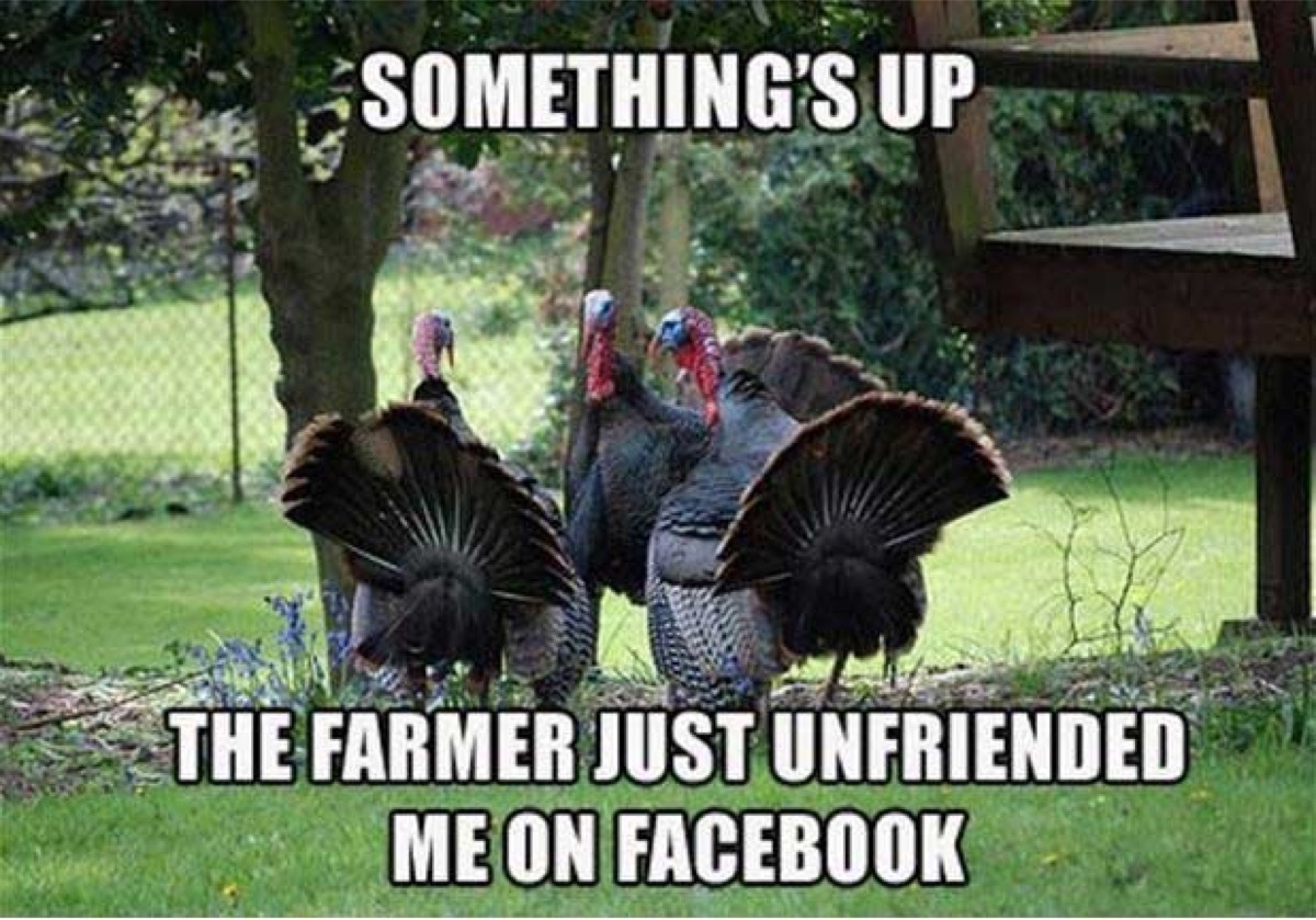 thanksgiving meme