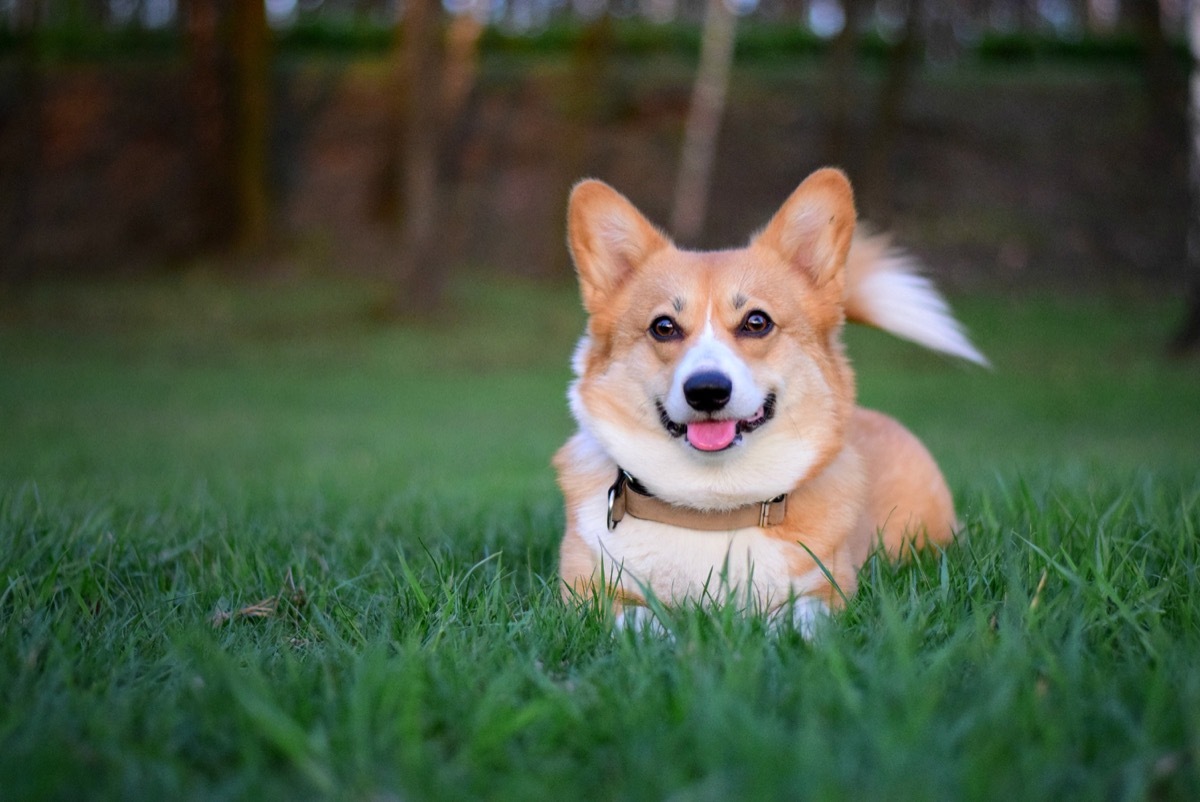 corgi sitting in the grass