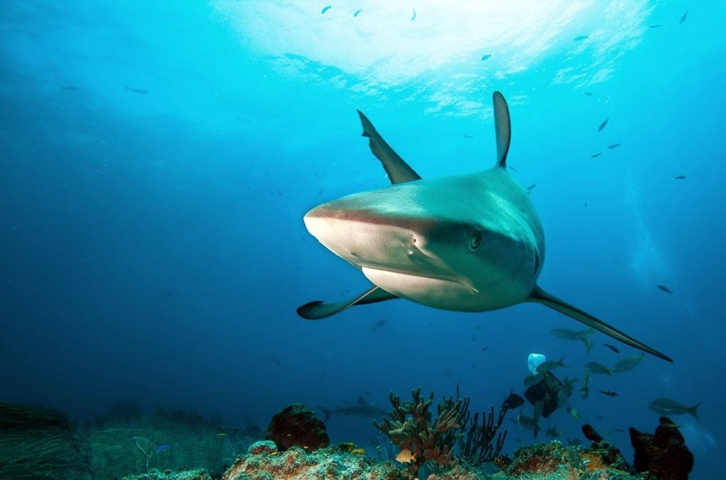 Shark in ocean