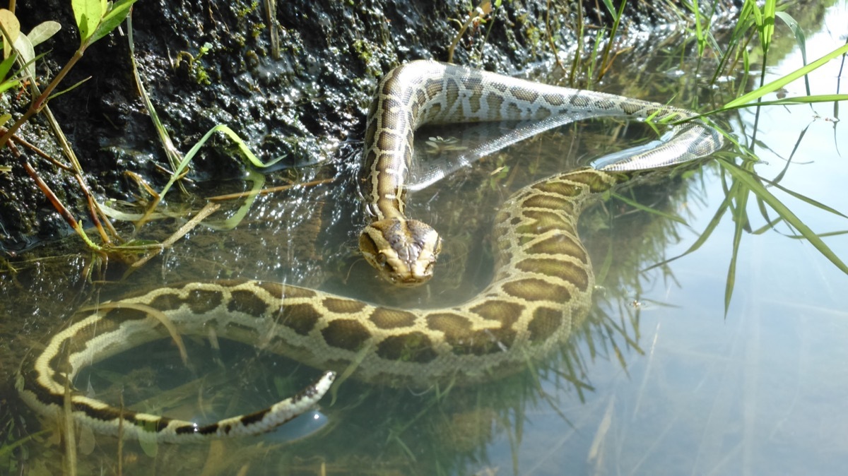 burmese python