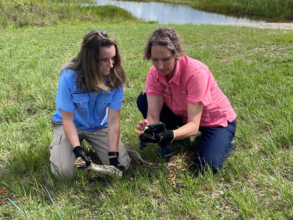 2023 florida python challenge