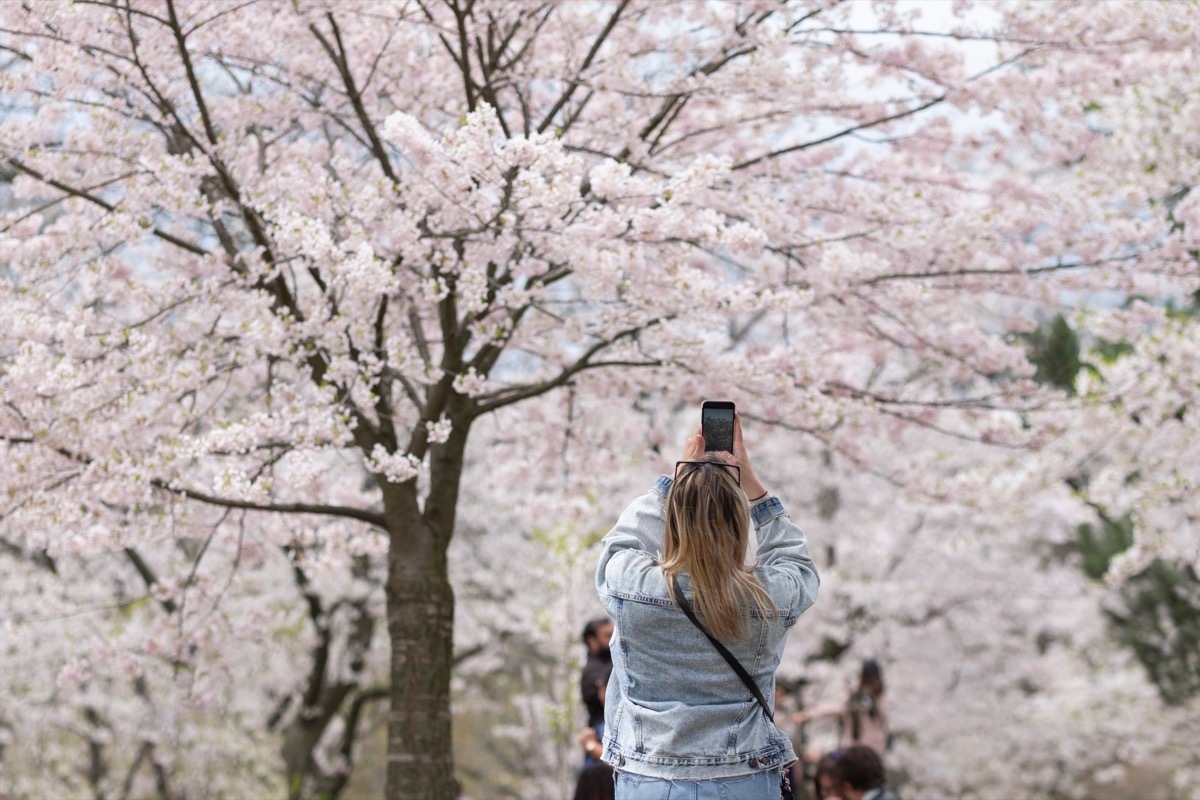 Young blonde woman taking pictures of cherry tree branches with white and pink flowers in full blossom. Selective focus, blurred background, shallow depth of field. Space for copy. High Park, Toronto.