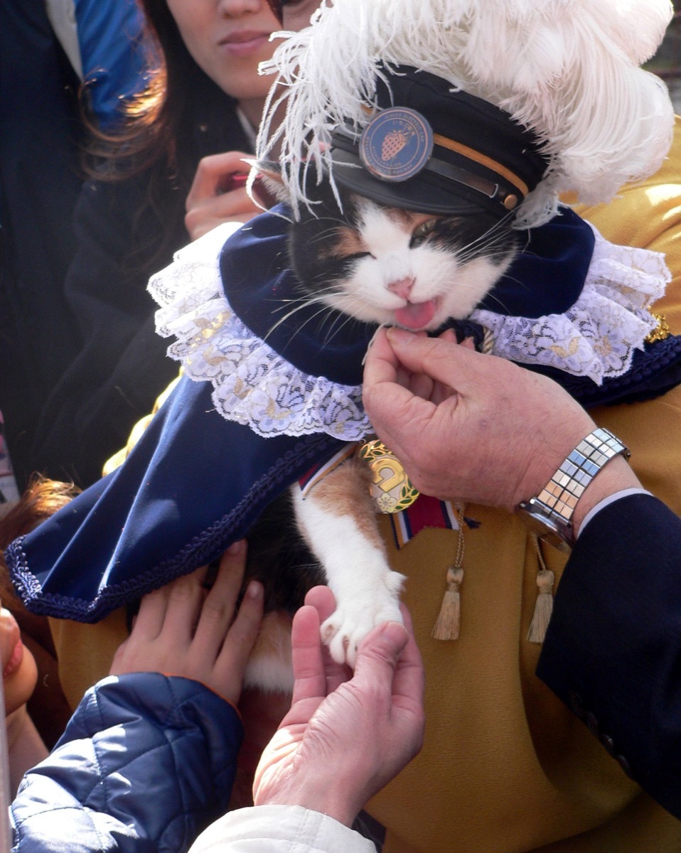 Cat stationmaster