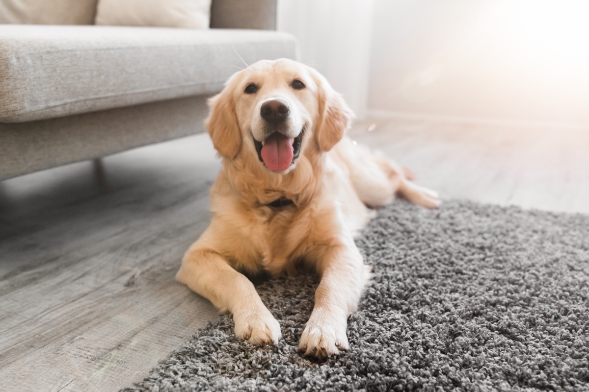 Dog on the floor of living room.