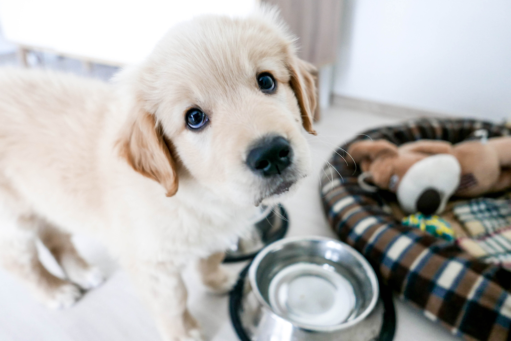 golden-retriever-food-bowl