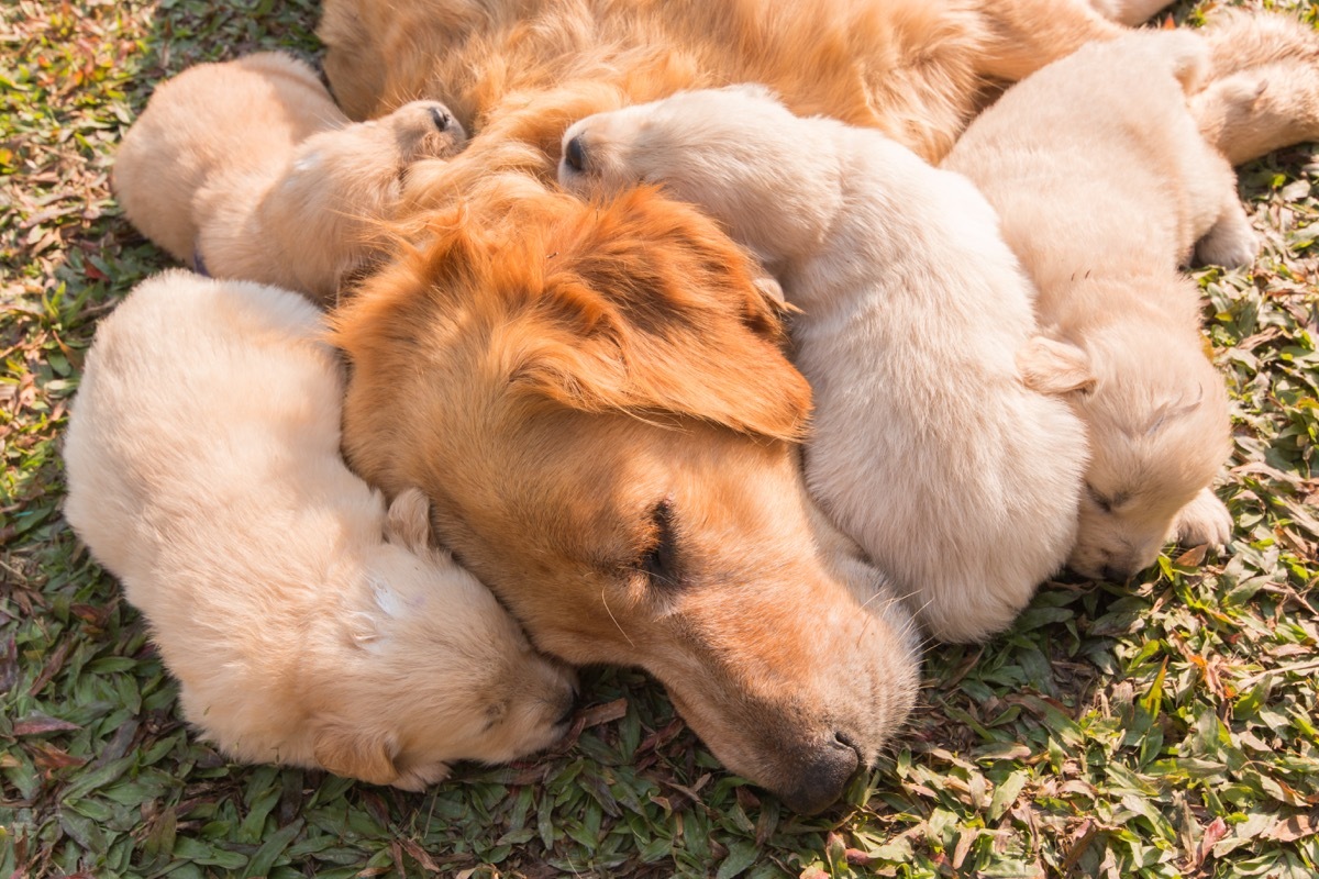 golden retriever mom and puppies sleeping photos of snoozing dogs