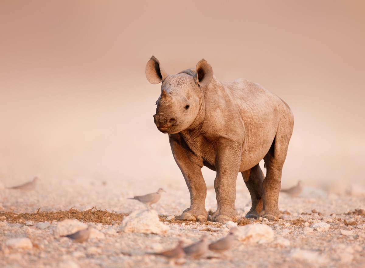 baby rhino in etosha, dangerous baby animals