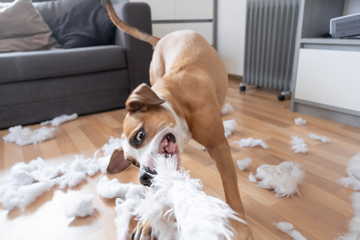 Staffordshire terrier tearing apart a fluffy pillow in the living room.