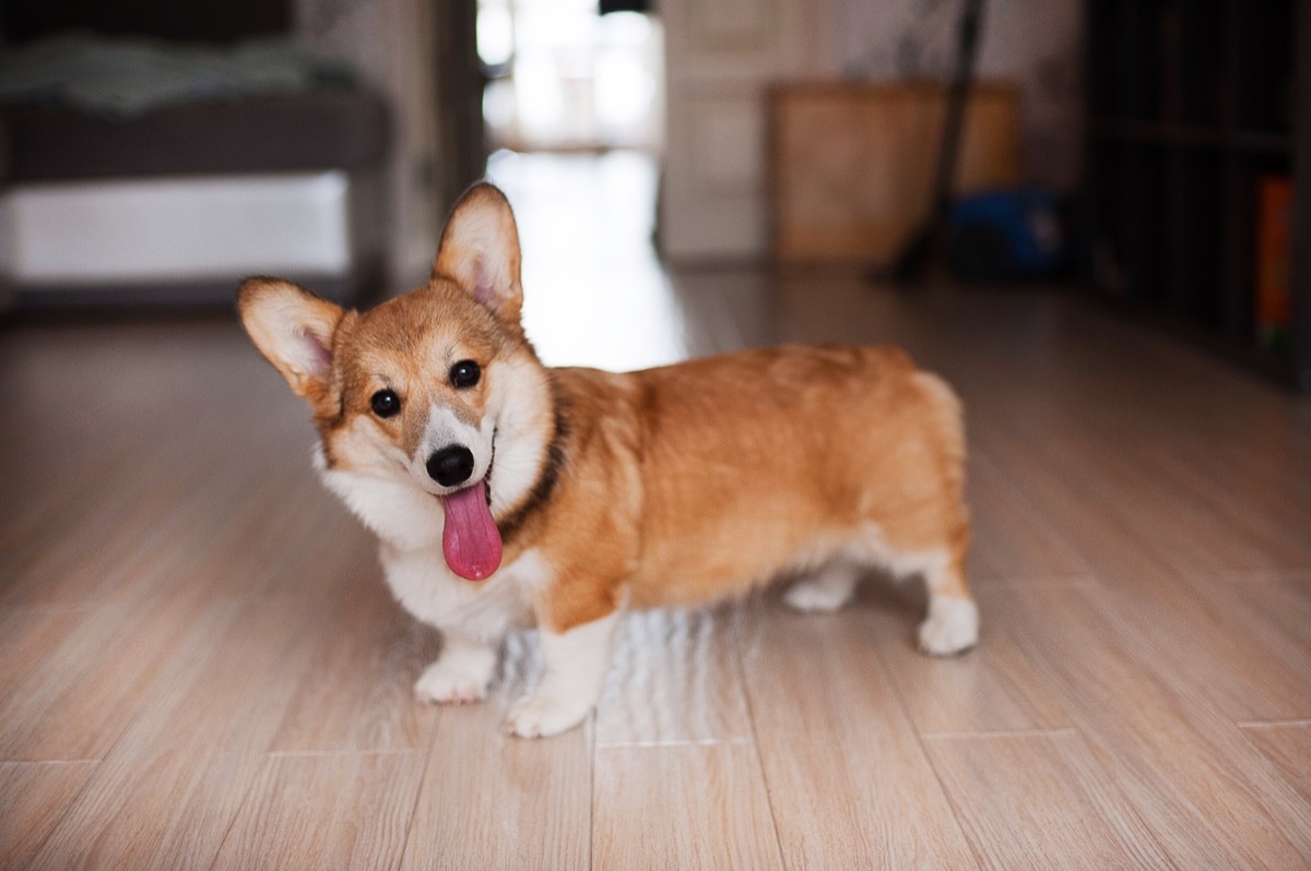 corgi with its tongue out