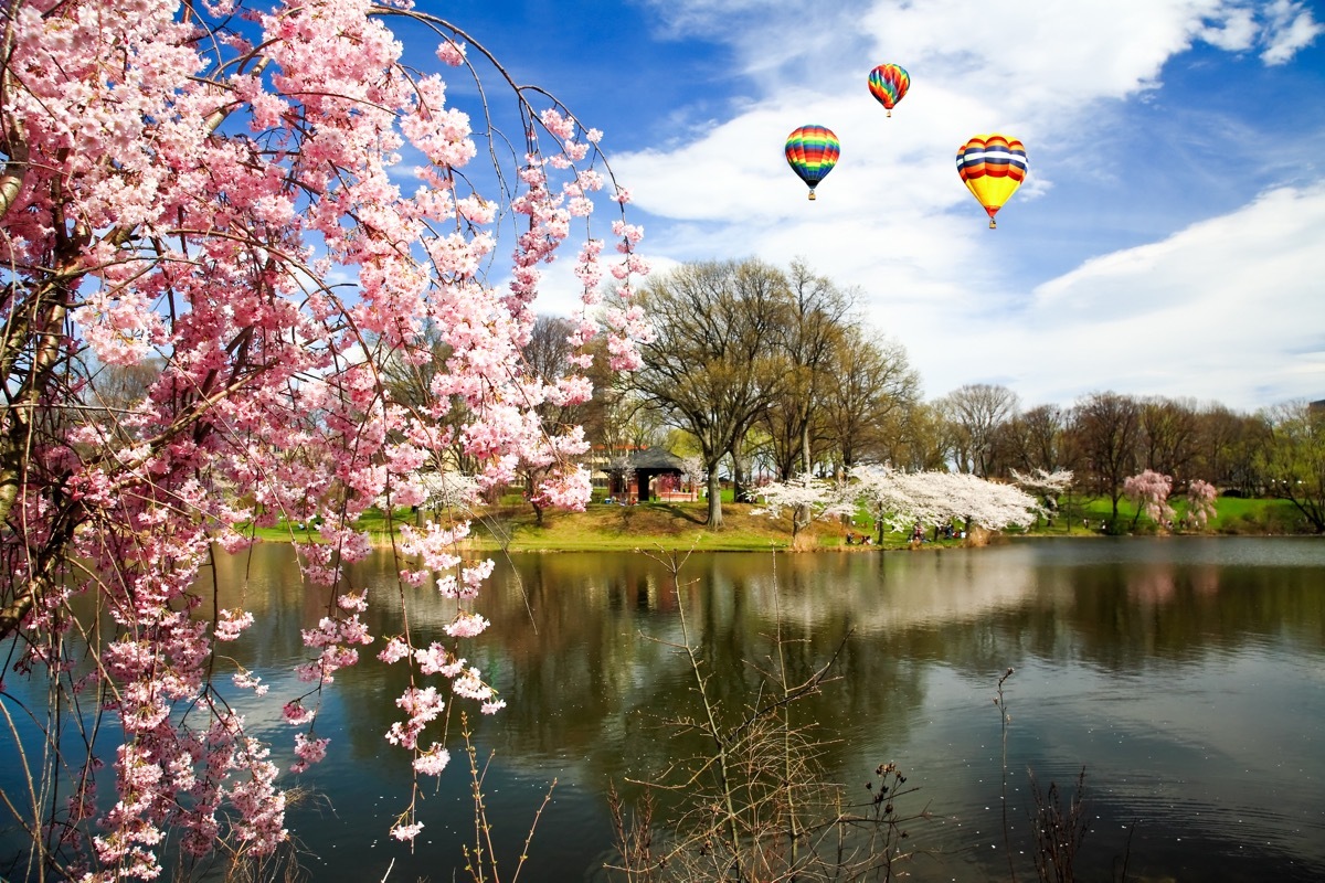 cherry blossoms in front of a lake with hot air balloons