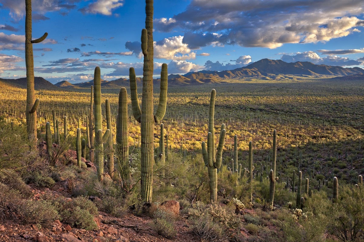 Saguaro National Park at sunset.