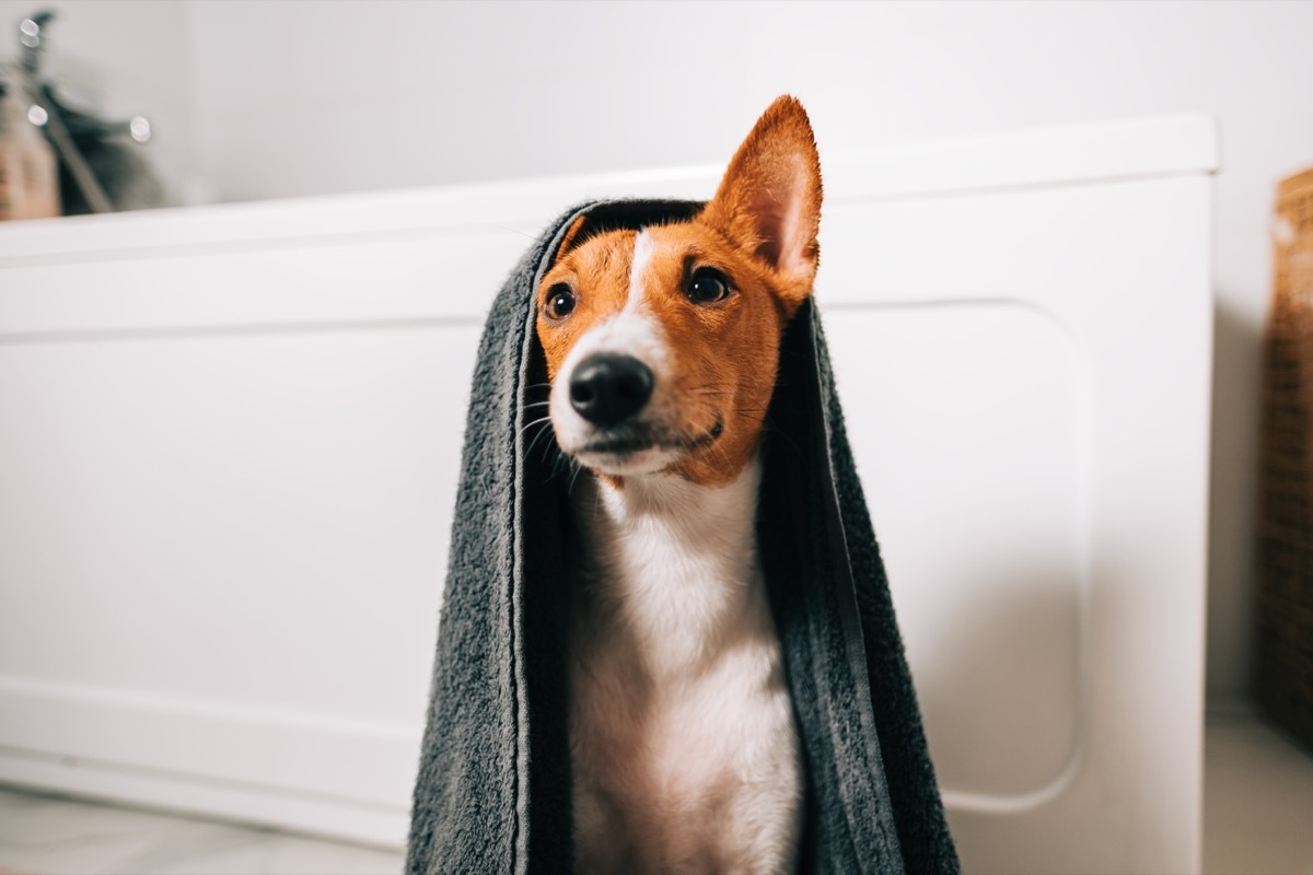 basenji dog