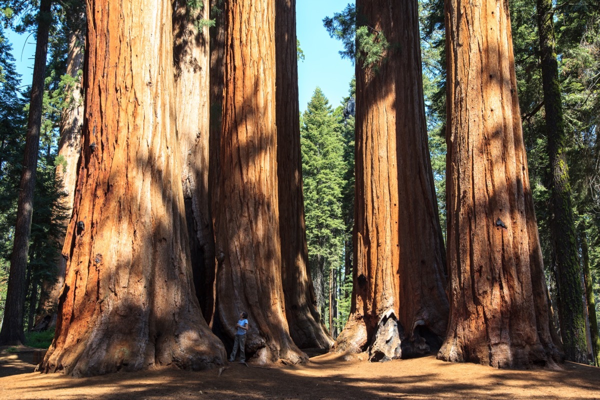 redwood national park