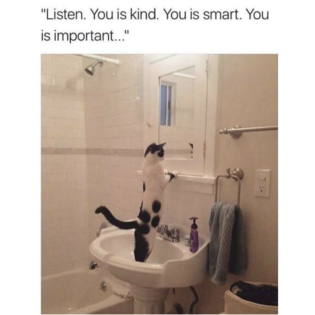 Affirmation cat memes