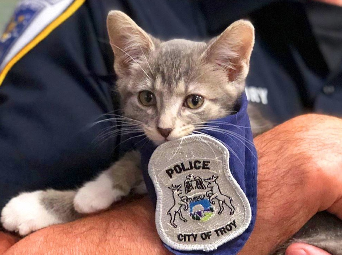 Pawfficer Donuts adorable police animals 