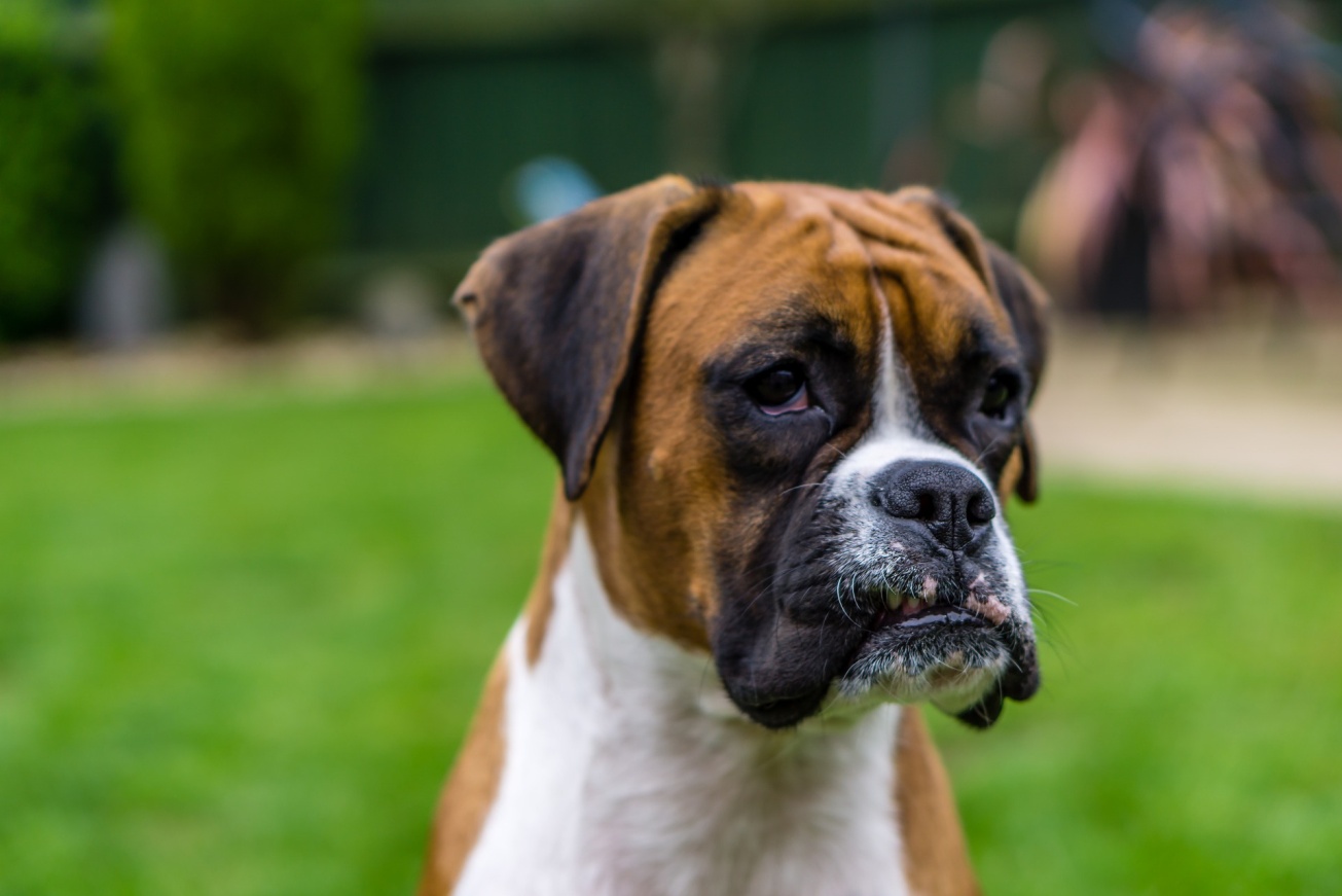 Image result for boxer dog