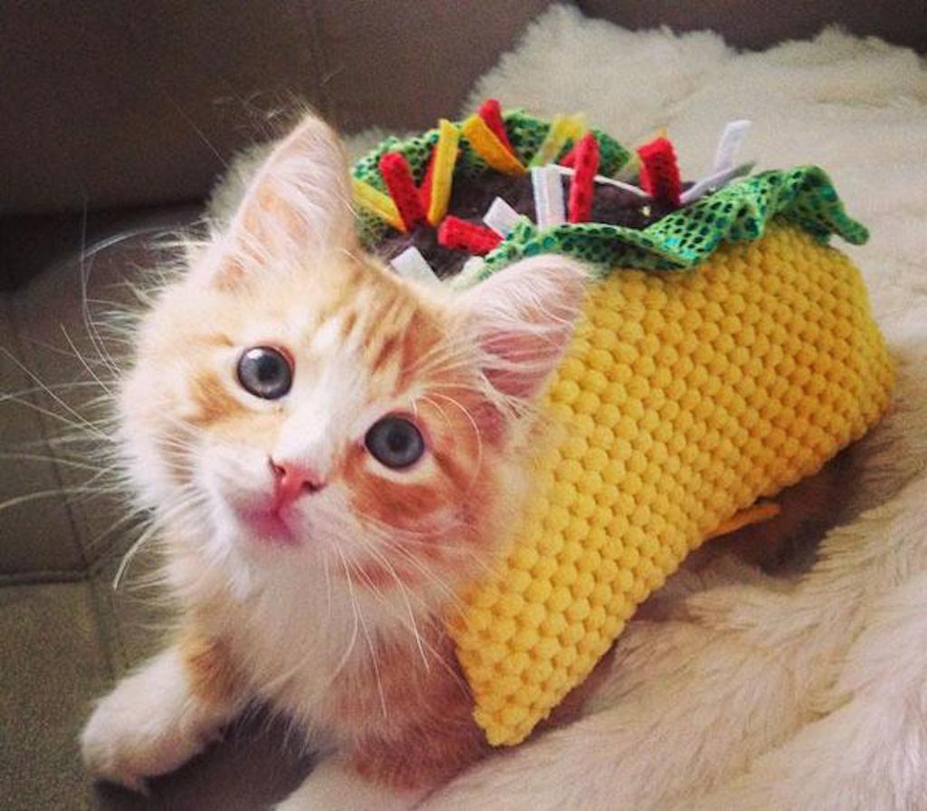 taco cat costume