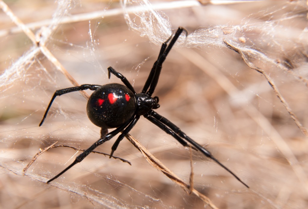 Black widow spider