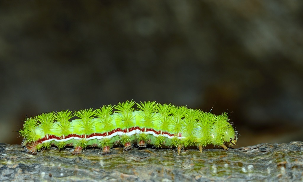 io moth caterpillars