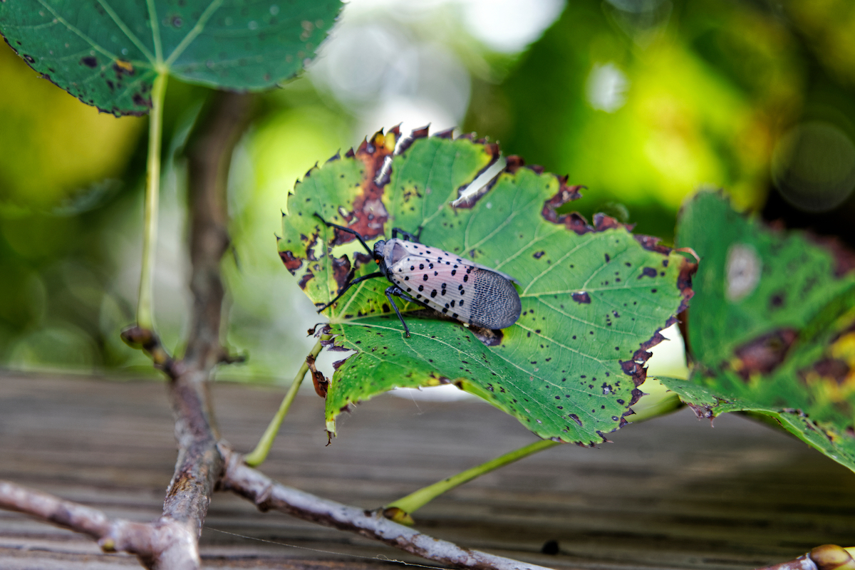 An adult Spotted Lanternfly (Lycorma delicatula) on a tree in Montgomery County, Pennsylvania.