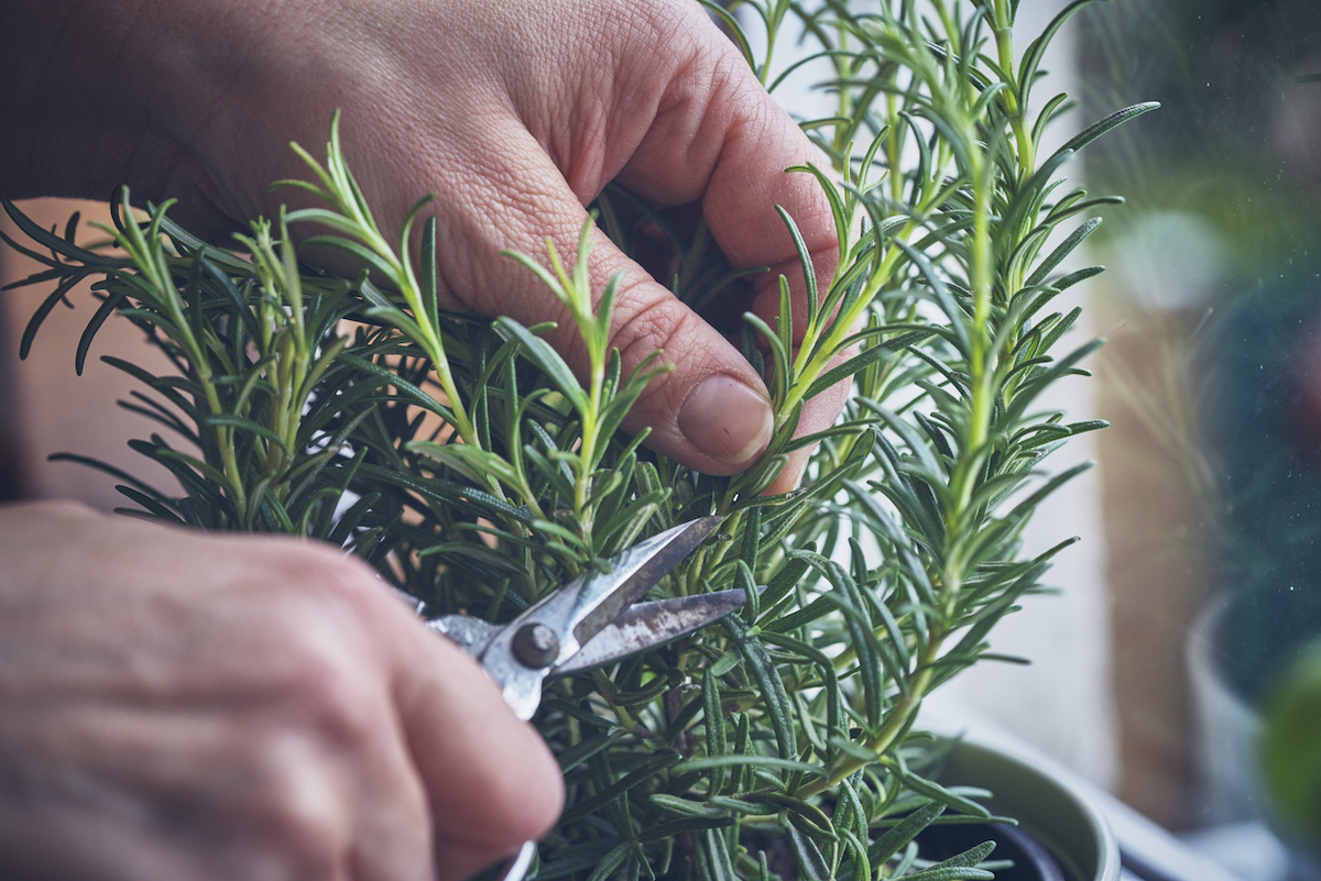 A close-up of a person cutting their rosemary plant