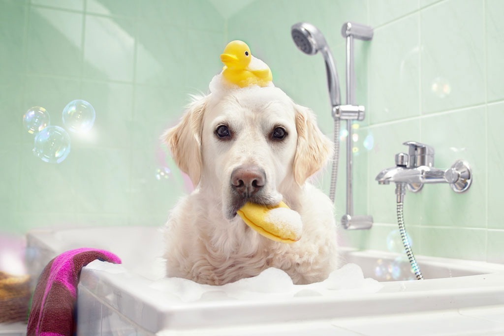 dog in the bath