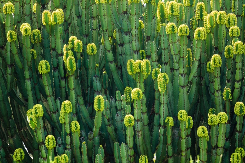 Euphorbia Trigona