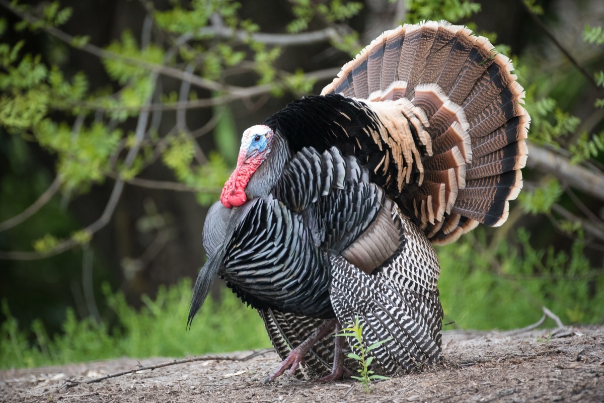 male turkey strutting