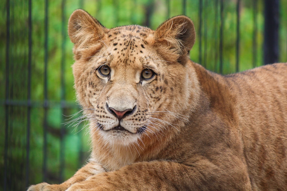 Liger - tiger and lion mix - largest located in South Carolina