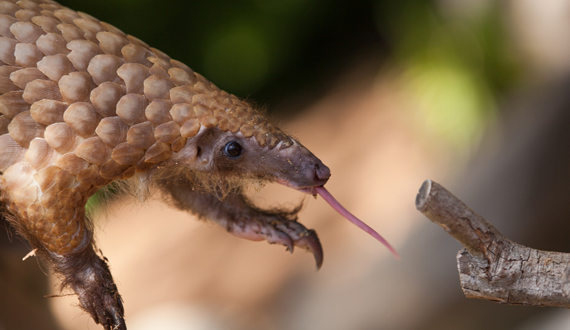 Image result for pangolin