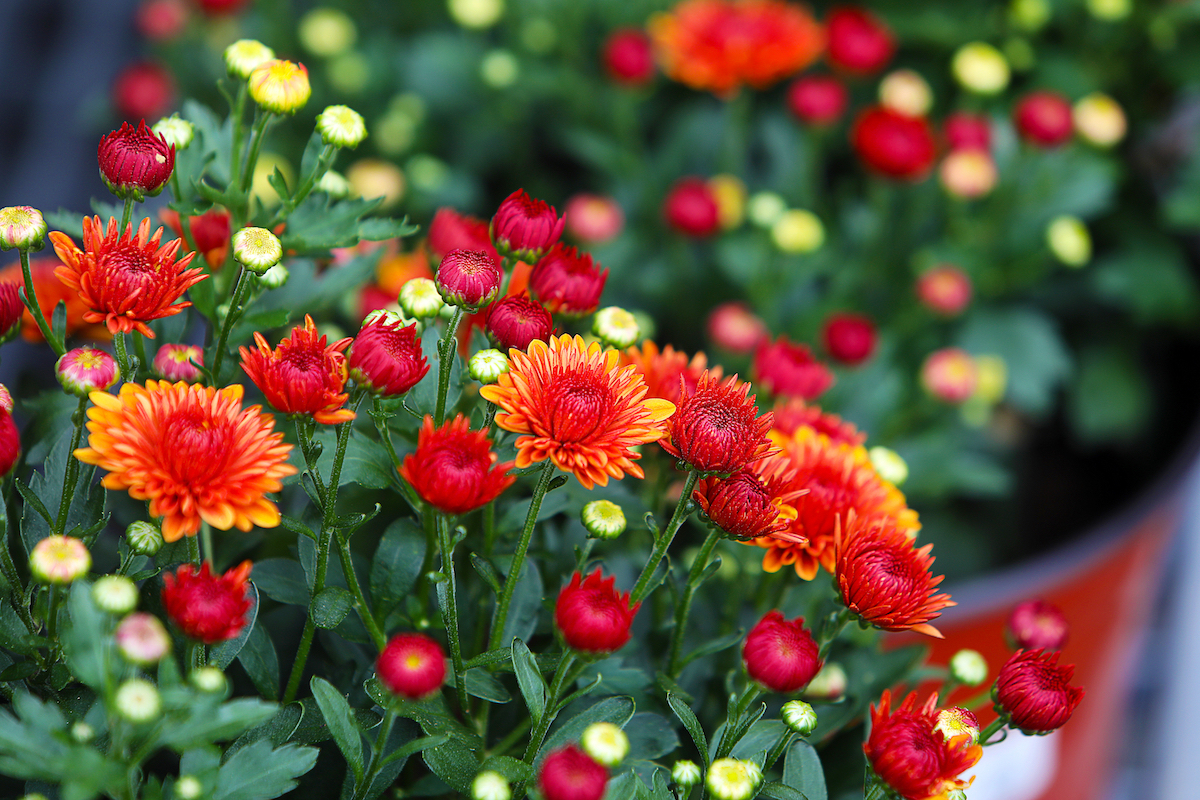 Close up of partially bloomed red and orange mums