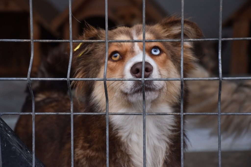 Shelter dog, whicih will make you instantly happy.