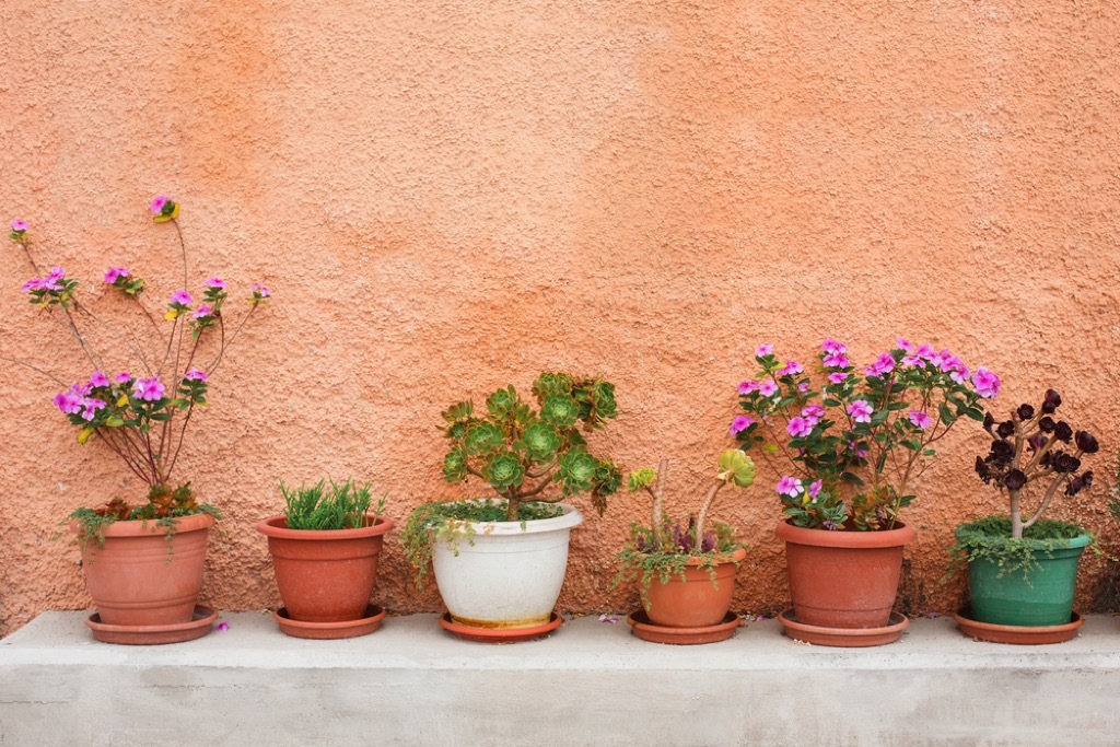 terra cotta pots