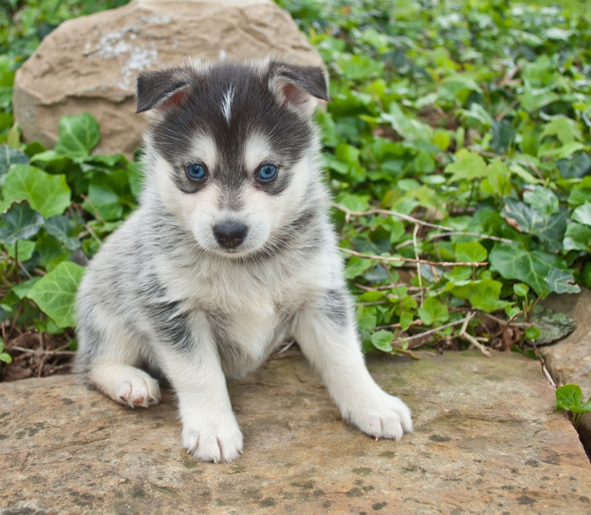 Pomsky Pomeranian Husky Mixed Breed Dogs